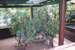 Australia_0046