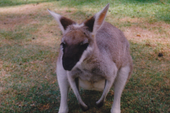 Australia_0050