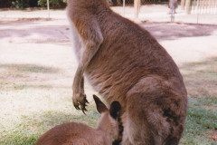 Australia_0052