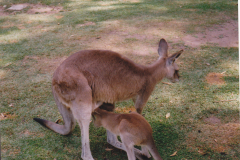 Australia_0053